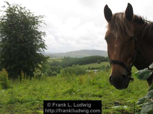 Horses